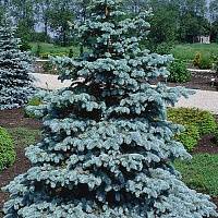 Ель колючая Хупси (Picea pungens Hoopsii)