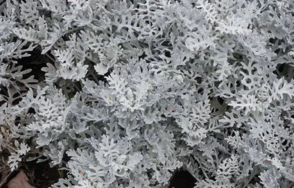 Цинерария серебристая (лат. Jacobaea maritima)